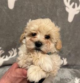 Cuccioli maltipoo maschi e femmine