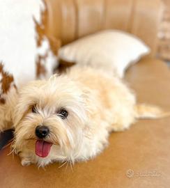 maltipoo toy