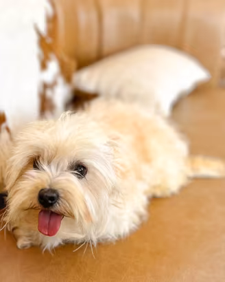 maltipoo toy
