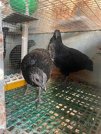 Galline Cemani