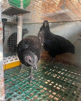 Galline Cemani
