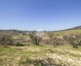 TER. AGRICOLO A PALOMBARA SABINA