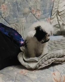 Maschietto Barboncino da borsetta