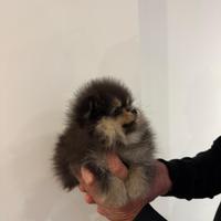 Volpino Pomerania Spitz