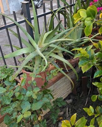 ALOE VERA IN VASO