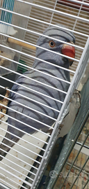 Parrochetto dal collare