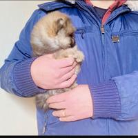 Volpino di Pomerania