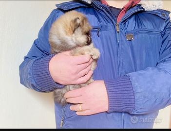 Volpino di Pomerania