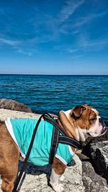 Bulldog inglese accoppiamento
