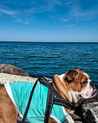 Bulldog inglese accoppiamento