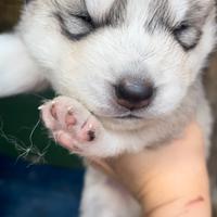 Cuccioli Husky siberian