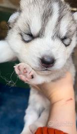 Cuccioli Husky siberian