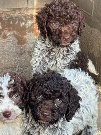 Lagotto romagnolo