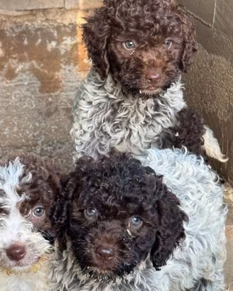 Lagotto romagnolo