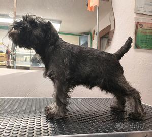 Schnauzer nano pepe e sale