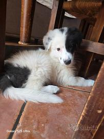 Cucciolo border collie