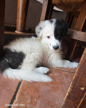 Cucciolo border collie