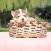 Cucciolina femmina di Husky bianca e rossa