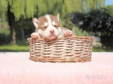 Cucciolina femmina di Husky bianca e rossa