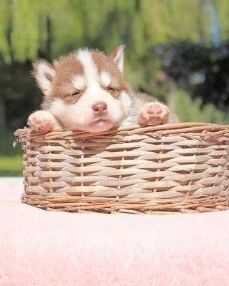 Cucciolina femmina di Husky bianca e rossa