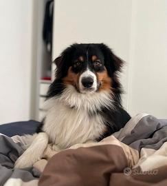 Pastore australiano maschio disponibile per monta