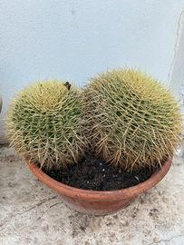 2 cuscini della suocera (Echinocactus grusonii)