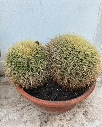 2 cuscini della suocera (Echinocactus grusonii)