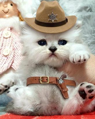 Cucciola di gatto persiano