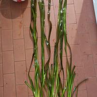 Pianta acquario Vallisneria Gigantea