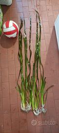 Pianta acquario Vallisneria Gigantea