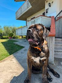 Cane corso