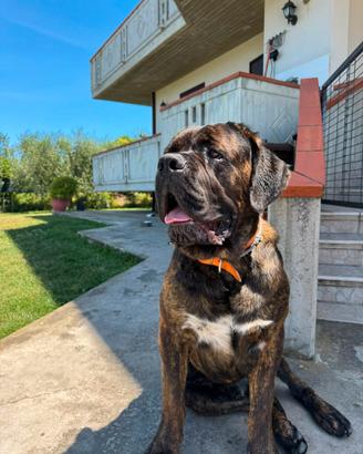 Cane corso