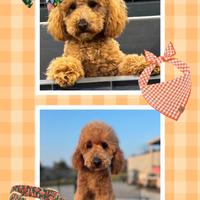 Barbone con pedigree enci