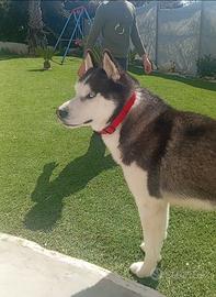 Siberian husky