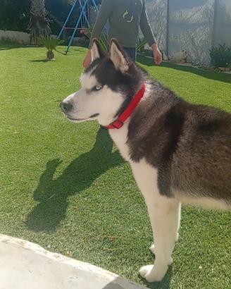 Siberian husky