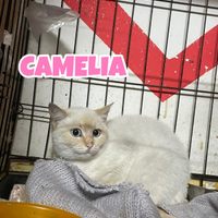 Camelia gatta bianca di 5 mesi