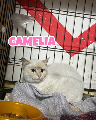 Camelia gatta bianca di 5 mesi