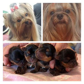 Cuccioli yorkshire terrier