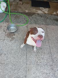 Pitbull rednose