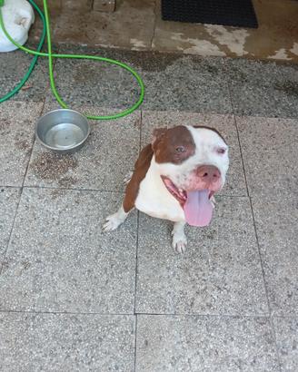 Pitbull rednose