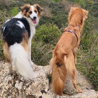 Sara dog sitter/ cat sitter