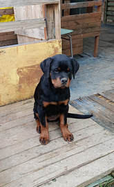 Cucciola rottweiler