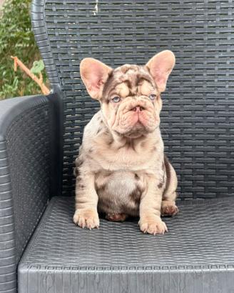 Cucciola di bulldog francese big rope