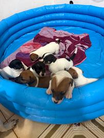 Cuccioli di Jack Russell
