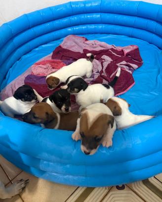 Cuccioli di Jack Russell