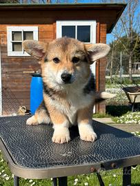 Cucciolo 6 mesi Welsh corgi Pembroke