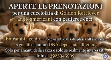 Cucciolata di Golden Retriever