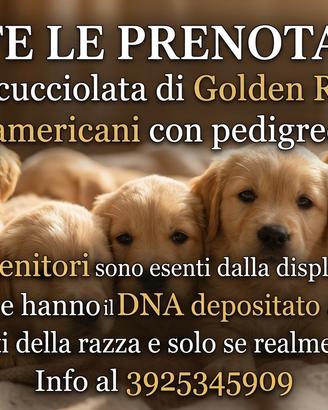Cucciolata di Golden Retriever