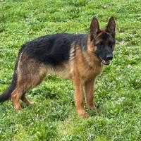 Cucciolona pastore tedesco 11 mesi
