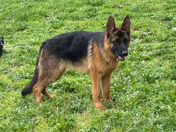 Cucciolona pastore tedesco 11 mesi